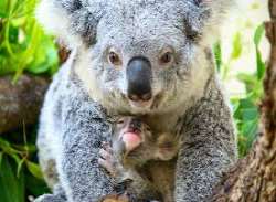 The Australian section offers a chance to look at The Australian section offers a chance to look at kangaroos, koalas, and a giant tortoise. In this area, one can also visit the Sami Amphitheater whic